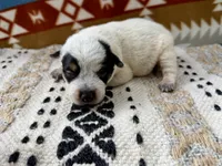 Blue Heeler Female, a female Australian Cattle Dog for sale in Dixon, MO – 4 of 4
