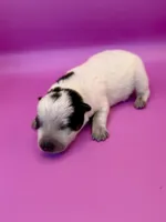 blue female , a female Australian Cattle Dog for sale in Dixon, MO – 4 of 6