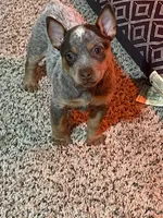 Chocolate Male #5, a male Australian Cattle Dog for sale in Dixon, MO – 6 of 6