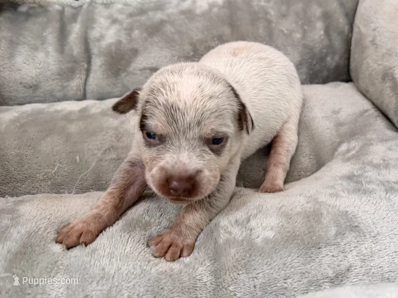 Female Chocolate Heeler – Australian Cattle Dog puppy for sale in Dixon, MO