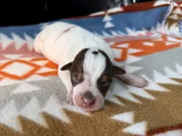 Chocolate Male #3, a male Australian Cattle Dog for sale in Dixon, MO – 2 of 5