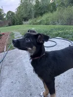 Duncan, a male Australian Shepherd for sale in Locust, NC – Photo 2 of 4