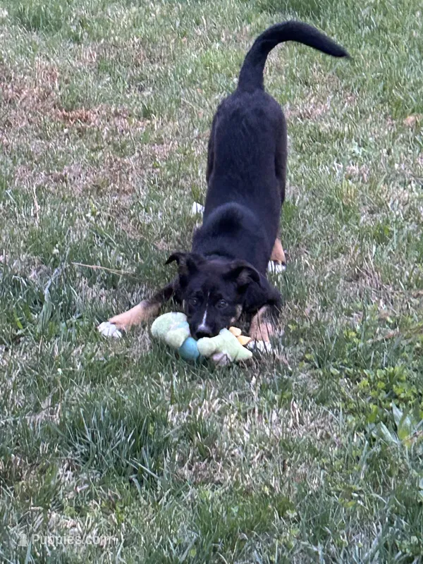 Duncan – Australian Shepherd puppy for sale in Locust, NC