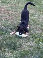 Duncan, a male Australian Shepherd for sale in Locust, NC – Photo 1 of 4