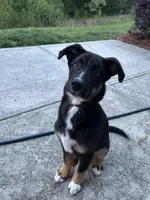 Duncan, a male Australian Shepherd for sale in Locust, NC – Photo 4 of 4