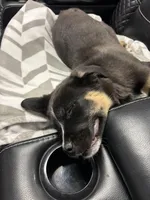 Duncan, a male Australian Shepherd for sale in Locust, NC – Photo 3 of 4