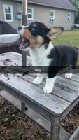 Boy , a male Pembroke Welsh Corgi for sale in Wells, MN – 2 of 3