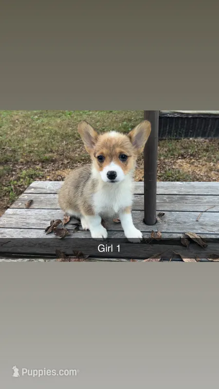 Girl – Pembroke Welsh Corgi puppy for sale in Wells, MN