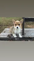 Girl, a female Pembroke Welsh Corgi for sale in Wells, MN – 1 of 3