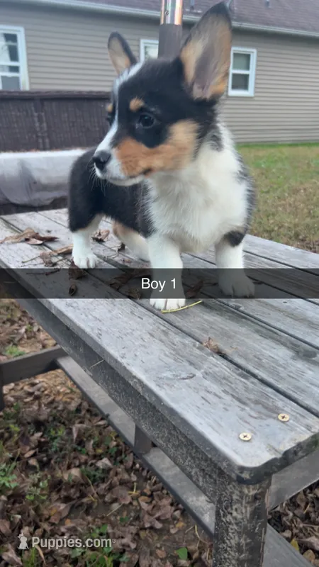 Boy  – Pembroke Welsh Corgi puppy for sale in Wells, MN