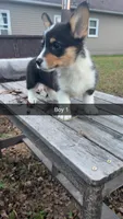 Boy , a male Pembroke Welsh Corgi for sale in Wells, MN – 1 of 3