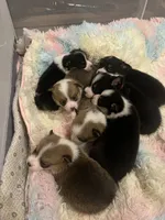 Corgi, a female Cardigan Welsh Corgi for sale in Wells, MN – Photo 4 of 5