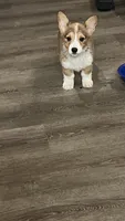 Corgi, a male Cardigan Welsh Corgi for sale in Wells, MN – Photo 2 of 6