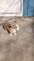Corgi, a male Cardigan Welsh Corgi for sale in Wells, MN – Photo 6 of 6