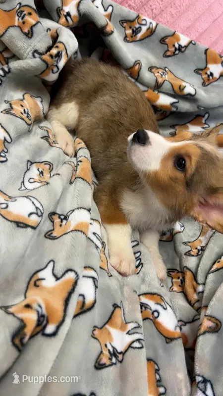 Corgi – Cardigan Welsh Corgi puppy for sale in Wells, MN