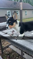 Boy , a male Pembroke Welsh Corgi for sale in Wells, MN – 3 of 3