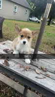 Girl, a female Pembroke Welsh Corgi for sale in Wells, MN – 3 of 3