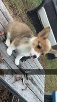 Girl, a female Pembroke Welsh Corgi for sale in Wells, MN – 2 of 3