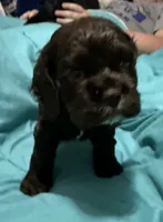 Chocolate Male, a male Cocker Spaniel for sale in Cedar Point, NC – Photo 3 of 4