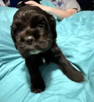 Chocolate Male, a male Cocker Spaniel for sale in Cedar Point, NC – Photo 2 of 4