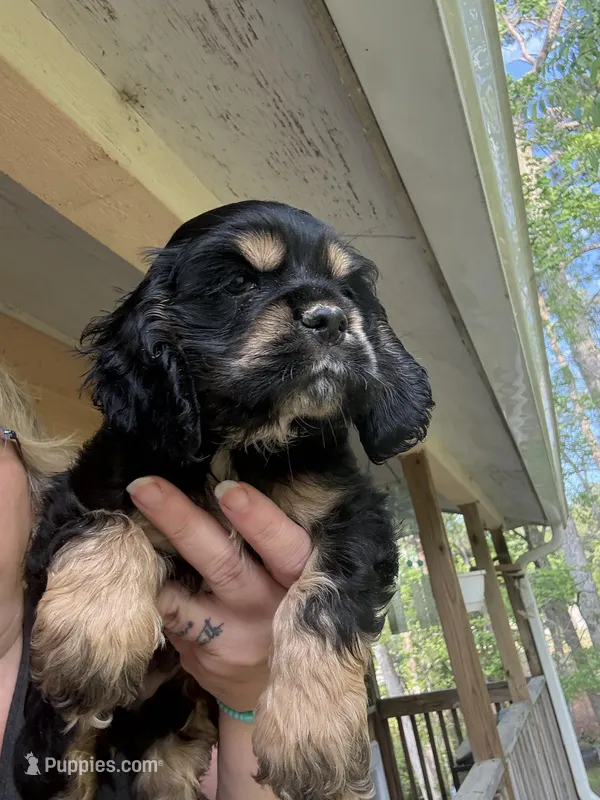 Bowser – Cocker Spaniel puppy for sale in Cedar Point, NC