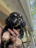Bowser, a male Cocker Spaniel for sale in Cedar Point, NC – Photo 1 of 3