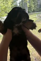 Bowser, a male Cocker Spaniel for sale in Cedar Point, NC – Photo 3 of 3
