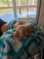 Buff CKC male, a male Cocker Spaniel for sale in Cedar Point, NC – Photo 1 of 6