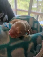Buff CKC male, a male Cocker Spaniel for sale in Cedar Point, NC – Photo 6 of 6