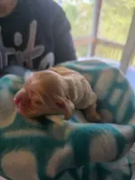 Buff CKC male, a male Cocker Spaniel for sale in Cedar Point, NC – Photo 2 of 6