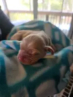 Buff CKC male, a male Cocker Spaniel for sale in Cedar Point, NC – Photo 5 of 6