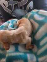 Buff CKC male, a male Cocker Spaniel for sale in Cedar Point, NC – Photo 4 of 6