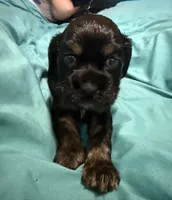 Tricolor black male, a male Cocker Spaniel for sale in Cedar Point, NC – Photo 2 of 3