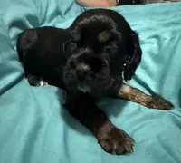 Tricolor black male, a male Cocker Spaniel for sale in Cedar Point, NC – Photo 3 of 3