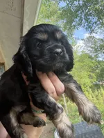 Luigi, a male Cocker Spaniel for sale in Cedar Point, NC – Photo 1 of 3