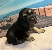 Luigi, a male Cocker Spaniel for sale in Cedar Point, NC – 1 of 7