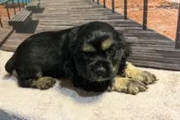 Luigi, a male Cocker Spaniel for sale in Cedar Point, NC – 4 of 7