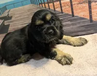Luigi, a male Cocker Spaniel for sale in Cedar Point, NC – 3 of 7