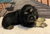 Luigi, a male Cocker Spaniel for sale in Cedar Point, NC – 2 of 7