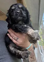 Luigi, a male Cocker Spaniel for sale in Cedar Point, NC – Photo 3 of 3