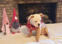 Female 1, a female American Bulldog for sale in Clanton, AL – Photo 3 of 6