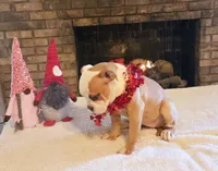 Female 1, a female American Bulldog for sale in Clanton, AL – Photo 6 of 6