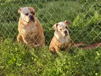 Female 1, a female American Bulldog for sale in Clanton, AL – Photo 1 of 6