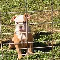Female 1, a female American Bulldog for sale in Clanton, AL – Photo 5 of 6