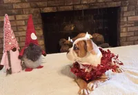 Female 1, a female American Bulldog for sale in Clanton, AL – Photo 2 of 6