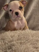 Female 1, a female American Bulldog for sale in Clanton, AL – Photo 4 of 6