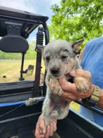 Gray collar boy, a male Australian Cattle Dog for sale in Charlotte, NC – Photo 2 of 2