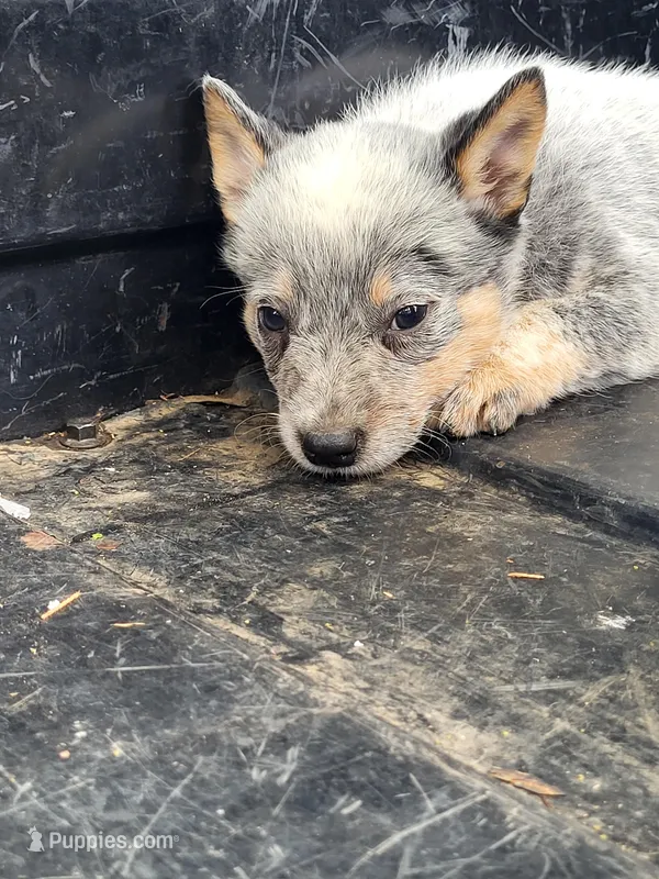 Gray collar boy – Australian Cattle Dog puppy for sale in Charlotte, NC