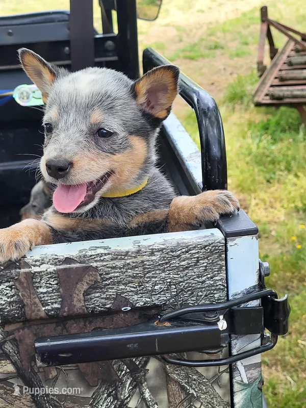 Yellow collar female – Australian Cattle Dog puppy for sale in Charlotte, NC