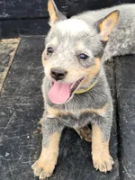 Yellow collar female, a female Australian Cattle Dog for sale in Charlotte, NC – Photo 2 of 2